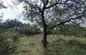 Prodej zahrady 302 m2 s chatkou v Otrokovicích, cena 550000 CZK / objekt, nabízí