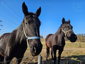 Nabízím k pronájmu byt 3+1 v bývalé farmě Peškov u Otrokovic, cena 8000 CZK / objekt / měsíc, nabízí 