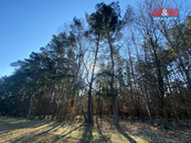 Prodej lesa, 2994 m2, Všehrdy, cena 61000 CZK / objekt, nabízí
