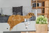Byt, 1+1, prodej, Dolní Rokytnice, Rokytnice nad Jizerou, Semily, cena 3999000 CZK / objekt, nabízí