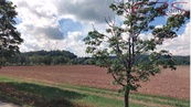 Zemědělská půda, 16 112 m2 - Rovensko pod Troskami, Ktová, Hrubá Skála, cena 39 CZK / m2, nabízí