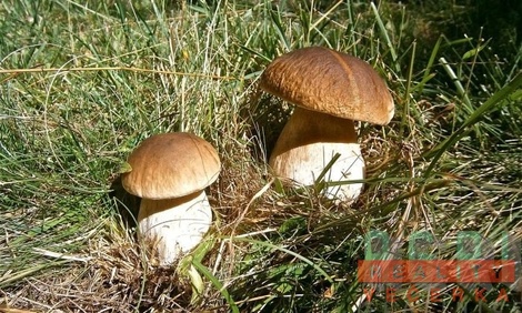 foto05_11303778_8o6js.jpg